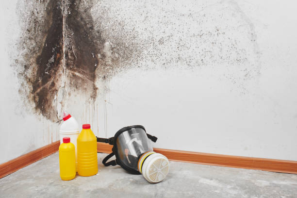 Best Toxic Mold Removal  in Cold Springs, NV