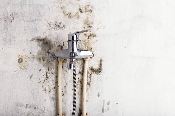 Best Certified Mold Removal  in Cold Springs, NV