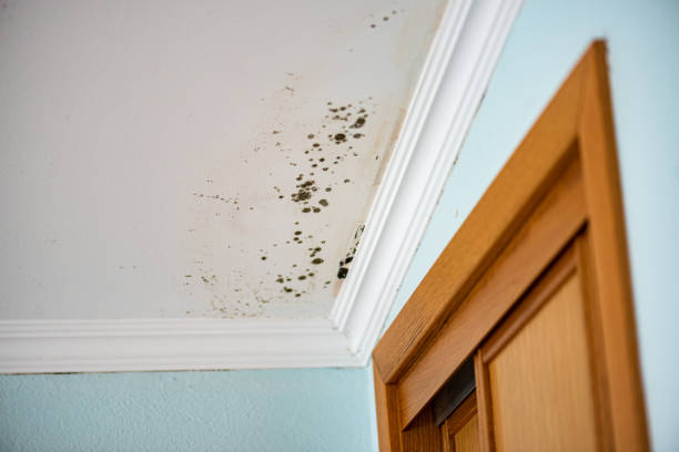 Certified Mold Removal in Cold Springs, NV