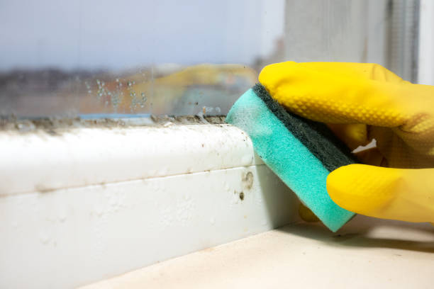 Best Attic Mold Removal  in Cold Springs, NV
