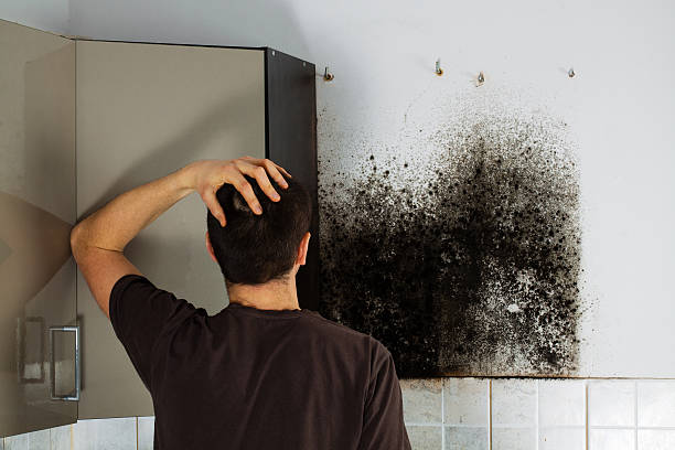 Best Mold Cleaning Services  in Cold Springs, NV