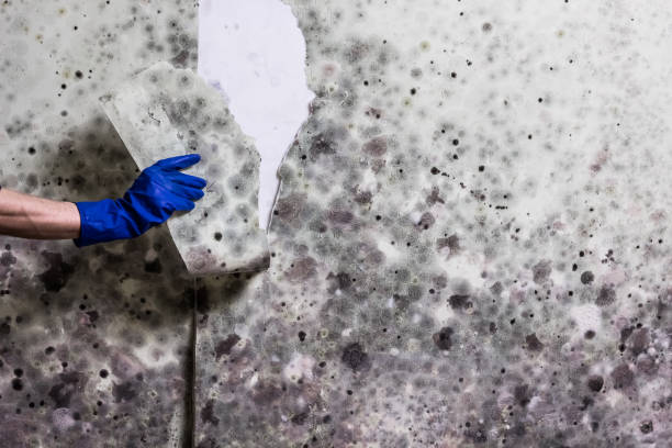 Best Certified Mold Removal  in Cold Springs, NV